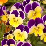 Pansy Assorted 24 Pack Tray