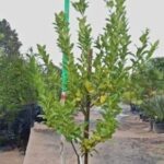 Eureka Lemon Tree 125lt Special
