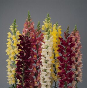Antirrhinum Snapshot Mix 4 Pack Tray
