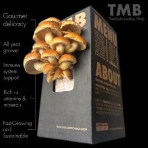 Chestnut Mushroom Box brought to you by the mushroom box and www.clicknplant.co.za