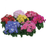 Cineraria Resort Mix 4 Pack Tray