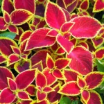 Coleus Wizard Scarlet 4 Pack Tray