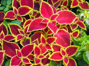 Coleus Wizard Scarlet 4 Pack Tray