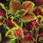 Coleus Kong Empire Mix 25cm Hanging Basket