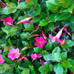 Dipladenia 'Diamantina Jade Pink' 30cm Pot on Trellis