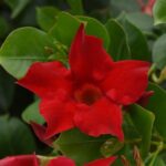 Dipladenia 'Diamantina Jade Red' 19cm Pot on Trellis