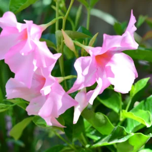 Dipladenia 'Diamantina Tourmaline Rose' 19cm Pot on Trellis