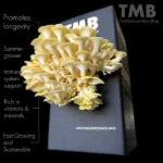 Golden Oyster Mushroom Box brought to you by www.clicknplant.co.za and the mushroom box