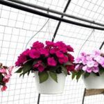Impatiens Sunpatiens Compact 25cm Hanging Basket
