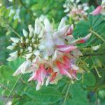 Indigofera Frutescens 2.5lt Common Name: River indigo