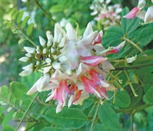 Indigofera Frutescens 2.5lt Common Name: River indigo