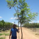 Jacaranda Mimosifolia Tree 200lt