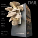 King Oyster Mushroom Box brought to you by the mushroom box and www.clicknplant.co.za