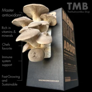 King Oyster Mushroom Box brought to you by the mushroom box and www.clicknplant.co.za