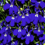 Lobelia Riviera Blue Eyes 4 Pack Tray