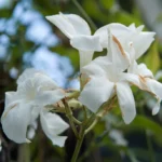Mandevilla Laxa 23cm Pot Staked