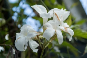 Mandevilla Laxa 23cm Pot Staked