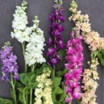 Matthiola Incana Various 4 Pack Tray