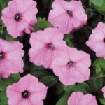 Petunia Vista 'Bubblegum' 25cm Hanging Basket