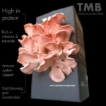Pink Oyster Mushroom Box fom the mushroom box and clicknplant nursery