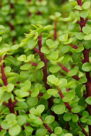 Portulacaria Afra, Spekboom 2.5lt