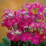 Primula Malacoides Pink Shades 4 Pack Tray