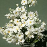 Primula Malacoides White 4 Pack Tray