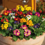 Primula Elatior 'Piano Mix' 4 Pack Tray