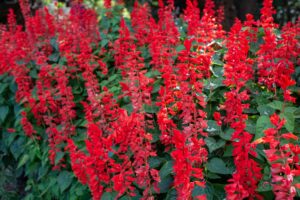 Salvia Splendens 'Vista Red' 4 Pack Tray