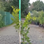 Tahiti Lime Tree 60lt
