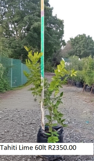Tahiti Lime Tree 60lt