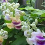 Vigna Caracalla 20lt Snail Vine