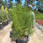 Dodonaea Viscosa Green Tree 50lt Sand Olive