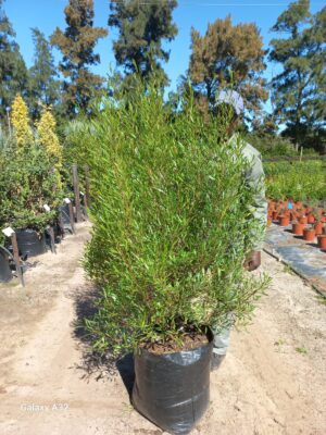 Dodonaea Viscosa Green Tree 50lt Sand Olive