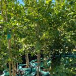 Lisbon Lemon Tree 250lt