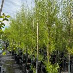Dodonaea Viscosa Green Tree 50lt