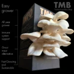 White Oyster Mushroom Box brought to you by www.clicknplant.co.za and the mushroom box
