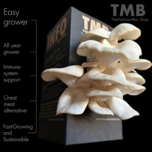 White Oyster Mushroom Box brought to you by www.clicknplant.co.za and the mushroom box