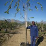 White Stinkwood Tree 100lt