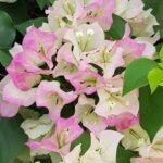 Bougainvillea Coconut Ice 20lt