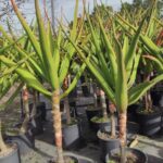 Aloe Barberae 30lt