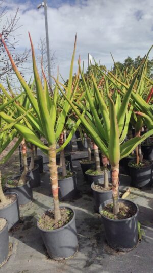 Aloe Barberae 30lt