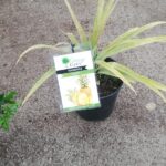 Pineapple 'Queen' 19cm Pot