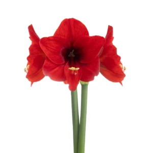 Amaryllis Sonata Single - "Wildfire™" Bulbs
