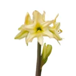 Amaryllis Sonatini - "Aurora™" Bulbs