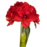 Amaryllis Symphony Double - Inferno® Bulb