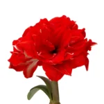 Amaryllis Symphony Double - Ragtime™ Bulb