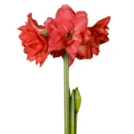 Amaryllis Sonatini - "Ballerina™" Bulbs