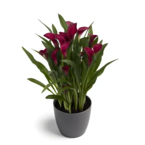 Zantedeschia Callafornia Red Bulbs