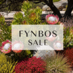 Fynbos